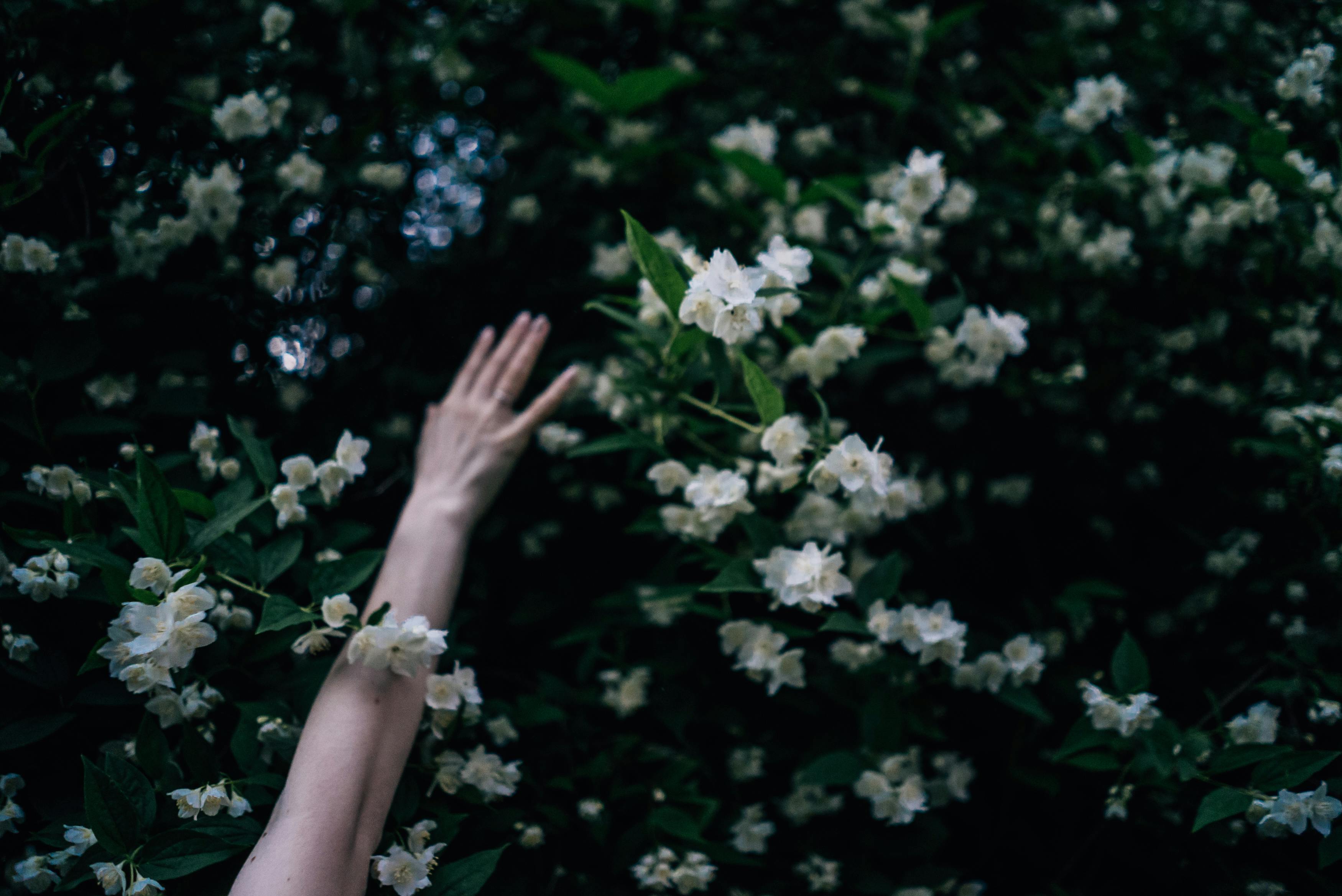 Jasmine & Green Tea: Moonlit Blossoms and Forest Leaves in Harmony