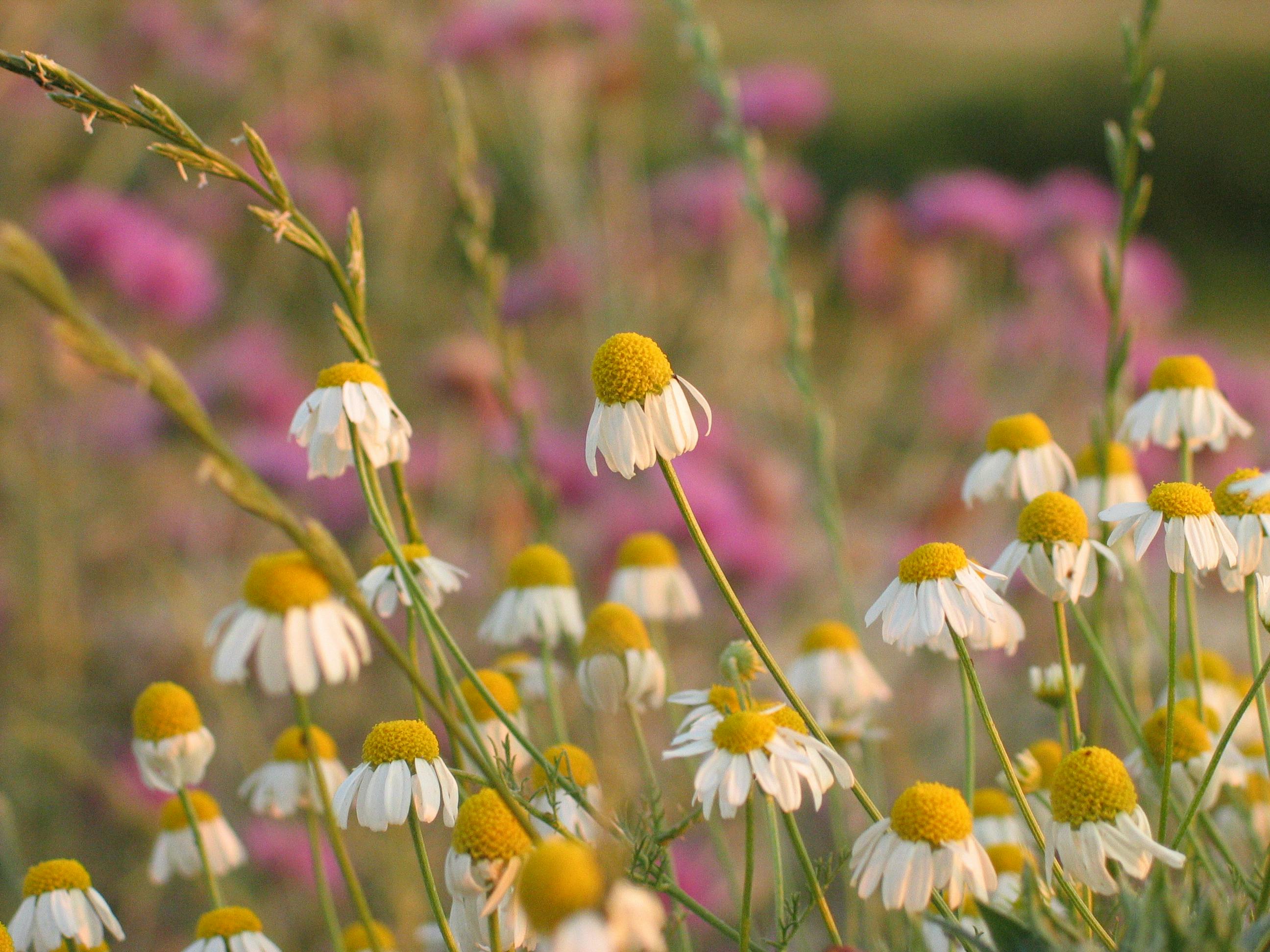 Chamomile Tea for Sleep: Brewing the Perfect Cup for Faerie Evenings